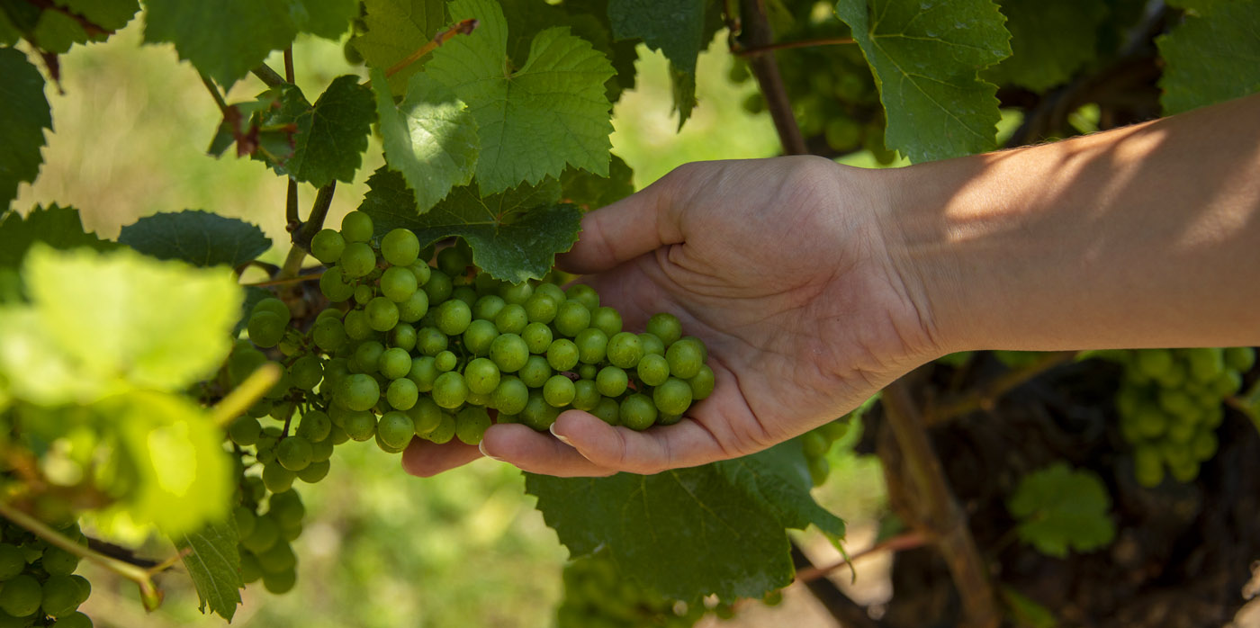 notl vineyard 